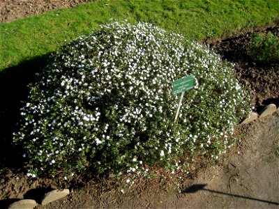 Iberis sempervirens in the Jardin des Plantes de Paris, Paris, France.