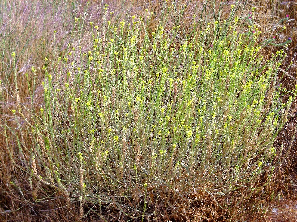 Sisymbrium officinale habit Campo de Calatrava, Spain