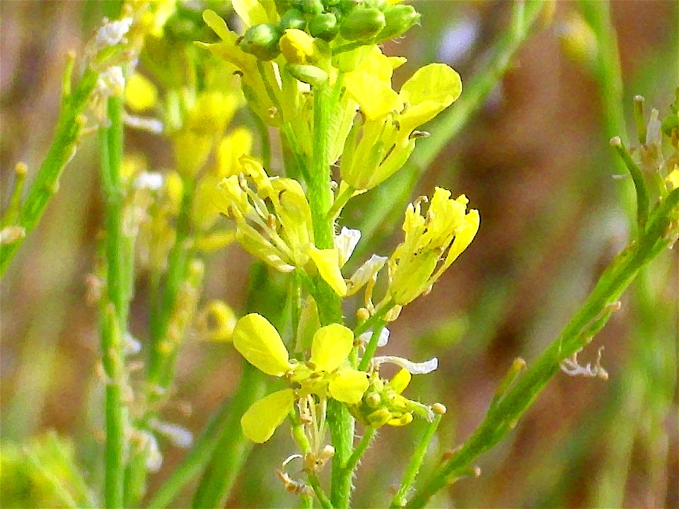 Sisymbrium officinale sicula and flowers Campo de Calatrava, Spain