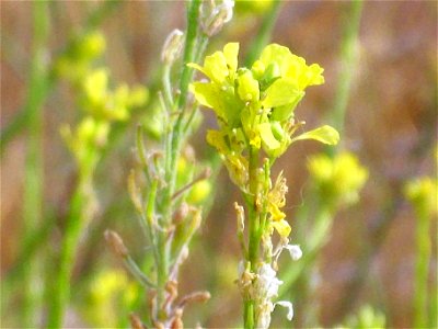 Sisymbrium officinale pods Campo de Calatrava, Spain