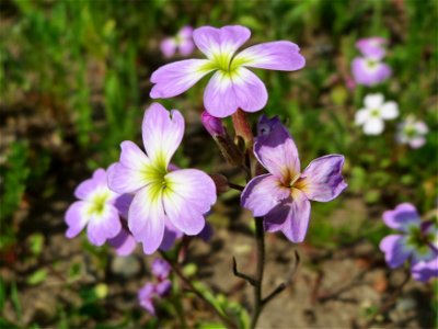 Goldlack (Erysimum cheiri) bei Reilingen