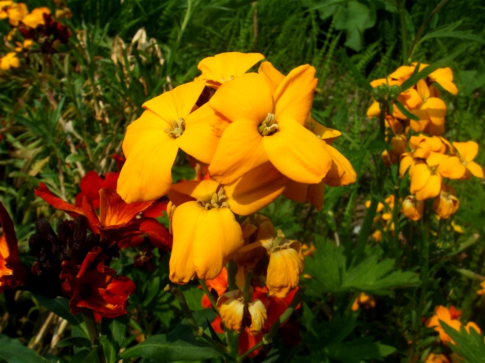 Erysimum cheiri, picture taken at the Botanische Tuin TU Delft, Delft, The Netherlands