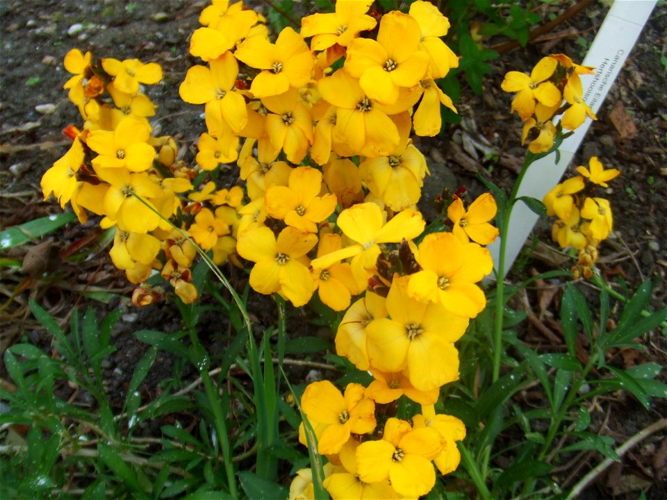Erysimum cheiri, picture taken at the Botanische Tuin TU Delft, Delft, The Netherlands