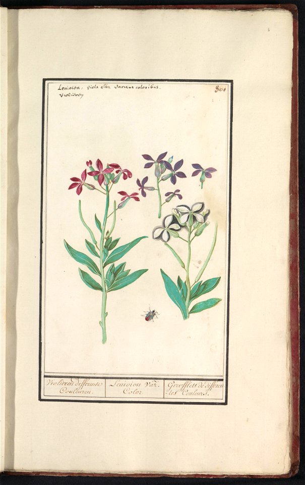 IdentificatieTitel(s): Muurbloem (Erysimum cheiri)Violieren differente Couleuren. / Leuioion var. Color / Girofflets de differentes Couleurs. (titel op object)Objecttype: tekening Objectnummer: RP-T-B