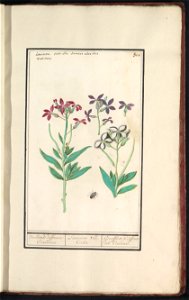 IdentificatieTitel(s): Muurbloem (Erysimum cheiri)Violieren differente Couleuren. / Leuioion var. Color / Girofflets de differentes Couleurs. (titel op object)Objecttype: tekening Objectnummer: RP-T-B