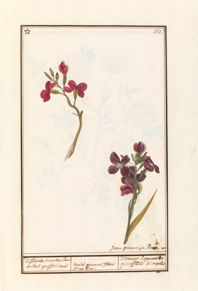 IdentificatieTitel(s): Muurbloem (Erysimum cheiri)differente soorten van enkel groffelieren / varia genera flore simplici. / diverses Especes de girofflets simples (titel op object)Objecttype: tekenin