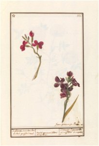 IdentificatieTitel(s): Muurbloem (Erysimum cheiri)differente soorten van enkel groffelieren / varia genera flore simplici. / diverses Especes de girofflets simples (titel op object)Objecttype: tekenin