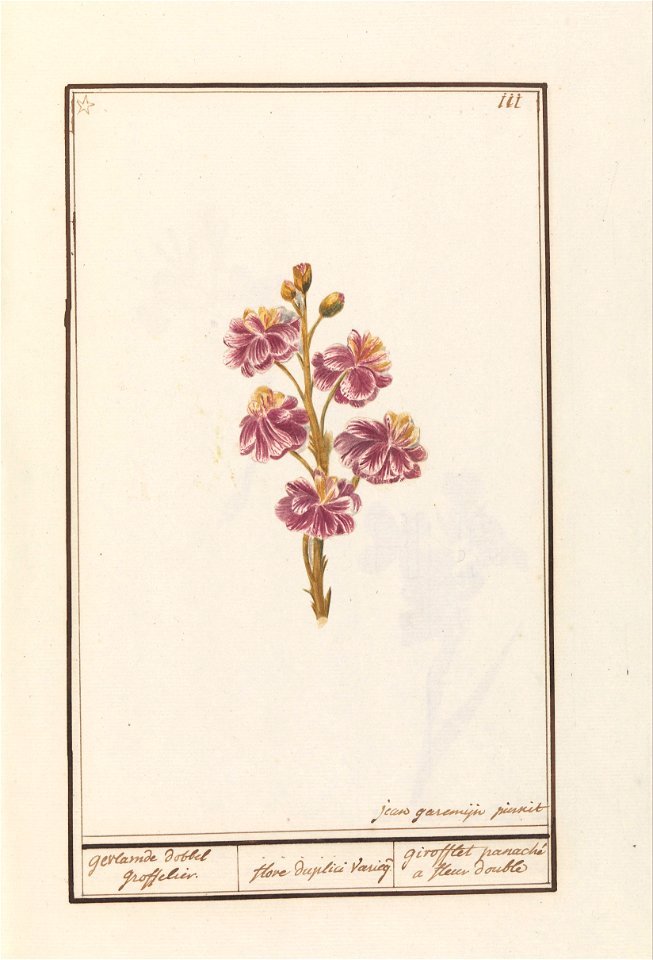 IdentificatieTitel(s): Muurbloem (Erysimum cheiri)gevlamde dobbel groffelier. / flore duplici vaerieg. / girofflet panaché a fleur double (titel op object)Objecttype: tekening Objectnummer: RP-T-BR-20