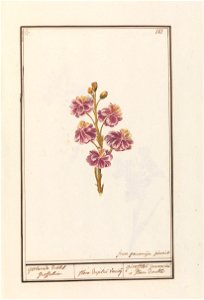 IdentificatieTitel(s): Muurbloem (Erysimum cheiri)gevlamde dobbel groffelier. / flore duplici vaerieg. / girofflet panaché a fleur double (titel op object)Objecttype: tekening Objectnummer: RP-T-BR-20