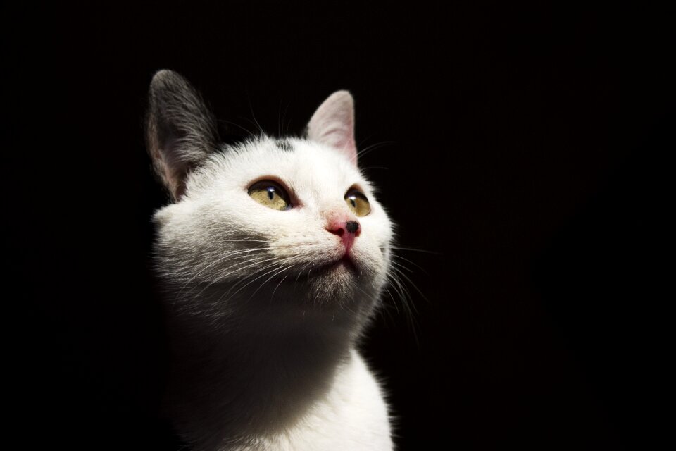 Animals feline cute