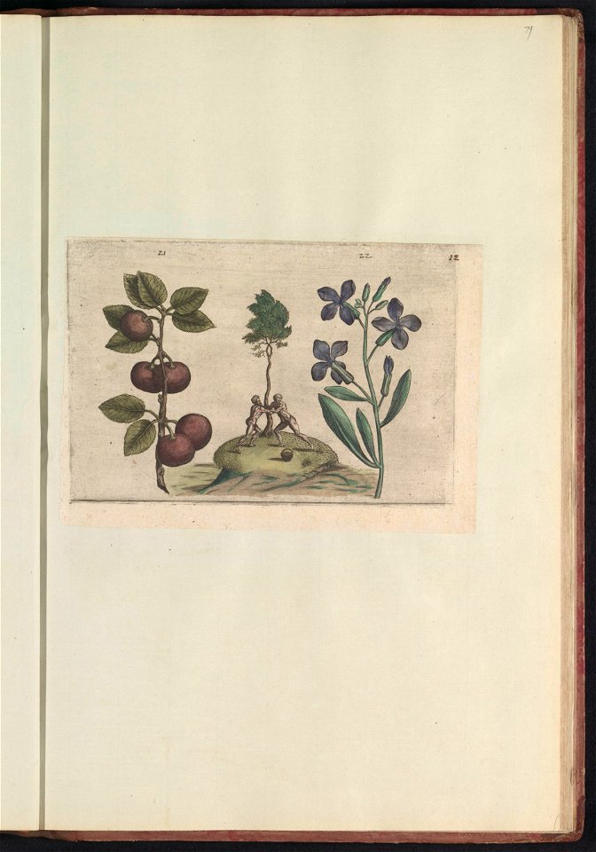 IdentificatieTitel(s): Pruim (Prunus) en muurbloem (Erysimum cheiri)Objecttype: prent Serienummer: 21-22/60Objectnummer: RP-T-BR-2017-1-12-79Omschrijving: Pruim en muurbloem. Met twee naakte mannen di