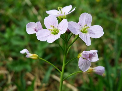 Wiesen-Schaumkraut (Cardamine pratensis) an der Saar bei Grosbliederstroff