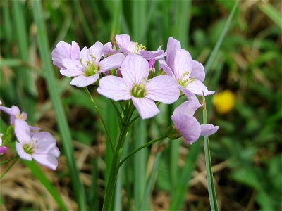Wiesen-Schaumkraut (Cardamine pratensis) an der Saar bei Grosbliederstroff