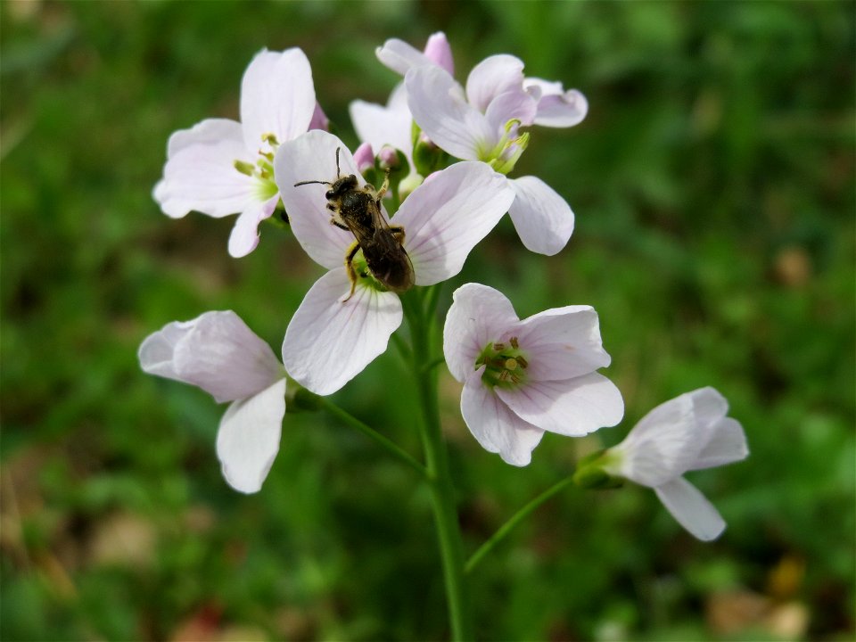 Wiesen-Schaumkraut (Cardamine pratensis) an der Saar bei Grosbliederstroff