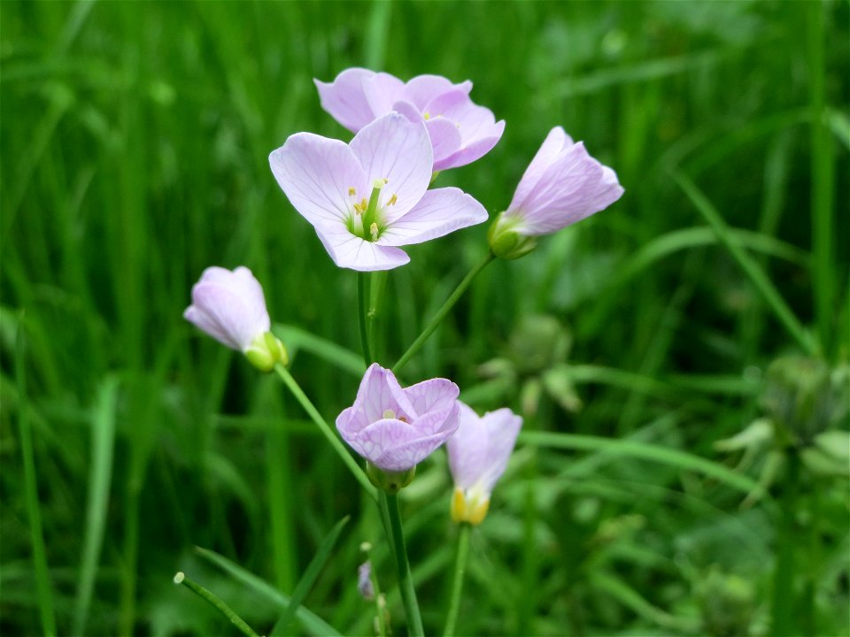 Wiesen-Schaumkraut (Cardamine pratensis) am Alten Friedhof in Alt-Saarbrücken