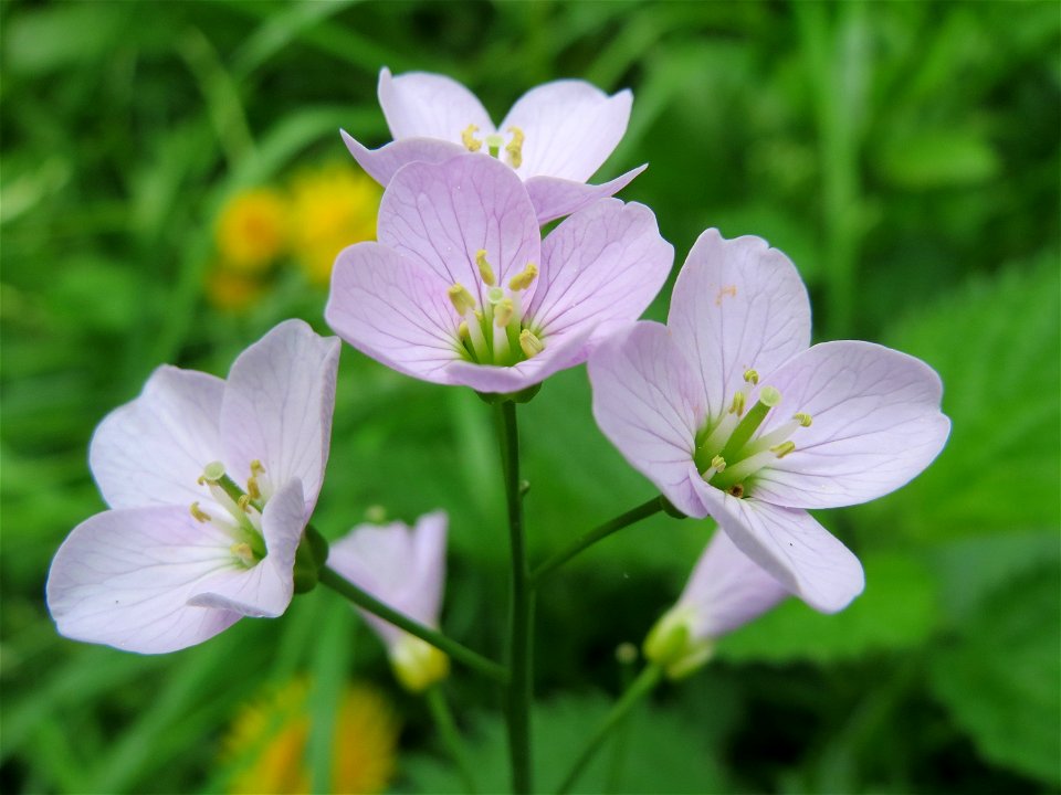 Wiesen-Schaumkraut (Cardamine pratensis) am Alten Friedhof in Alt-Saarbrücken