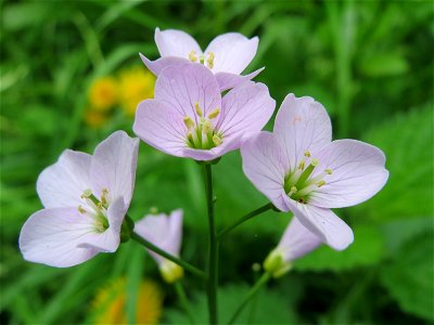 Wiesen-Schaumkraut (Cardamine pratensis) am Alten Friedhof in Alt-Saarbrücken