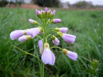 Wiesen-Schaumkraut (Cardamine pratensis) in der Malscher Aue