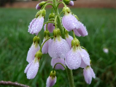Wiesen-Schaumkraut (Cardamine pratensis) in der Malscher Aue