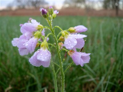 Wiesen-Schaumkraut (Cardamine pratensis) in der Malscher Aue