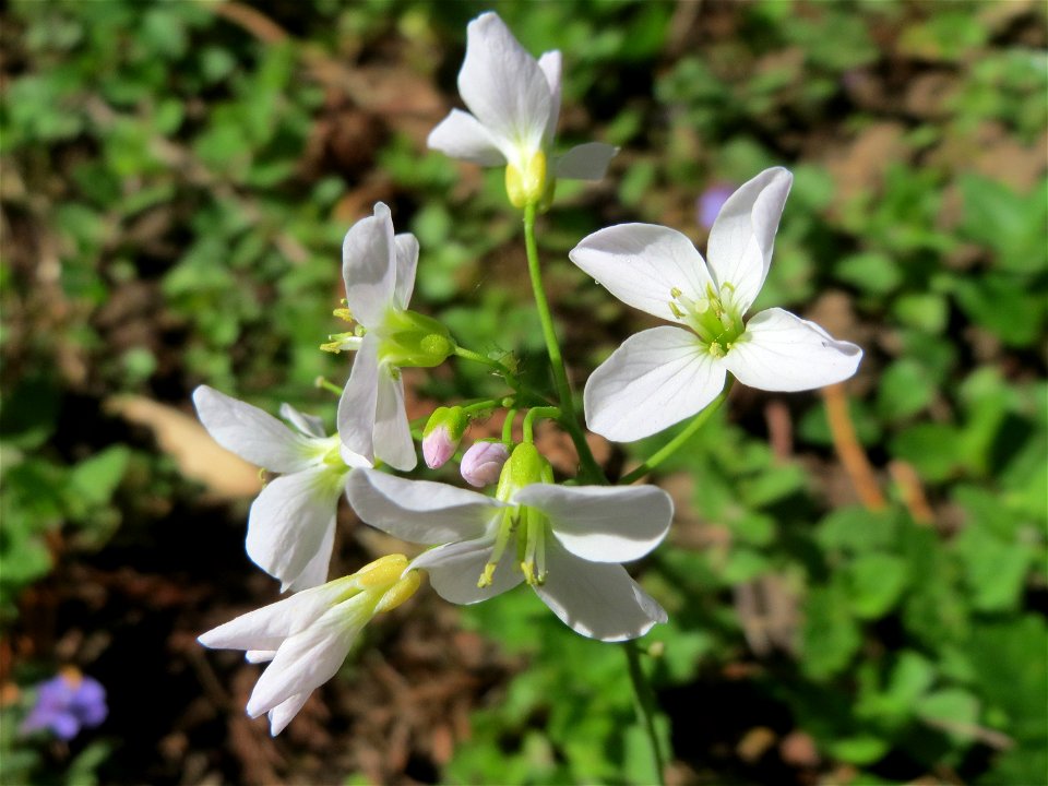Wiesen-Schaumkraut (Cardamine pratensis) im Neuenheimer Feld in Heidelberg