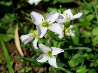 Wiesen-Schaumkraut (Cardamine pratensis) im Neuenheimer Feld in Heidelberg
