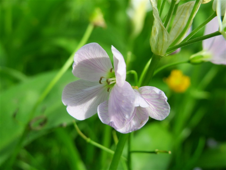 Wiesen-Schaumkraut (Cardamine pratensis) im Schlossgarten Schwetzingen