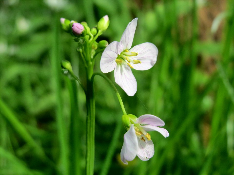 Wiesen-Schaumkraut (Cardamine pratensis) im Schlossgarten Schwetzingen