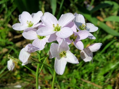 Wiesen-Schaumkraut (Cardamine pratensis) am Deutschmühlenweiher im Deutsch-Französischen Garten - Landschaftsschutzgebiet „Deutschmühlenweiher mit Mockental, Ehrental und Glockenwäldchen“
