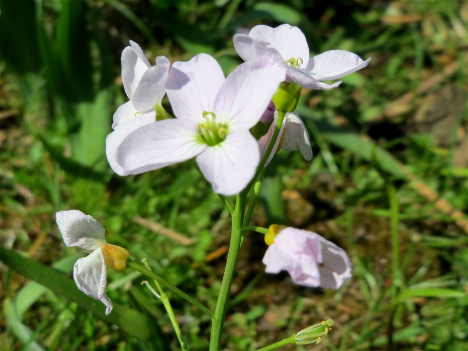 Wiesen-Schaumkraut (Cardamine pratensis) am Deutschmühlenweiher im Deutsch-Französischen Garten - Landschaftsschutzgebiet „Deutschmühlenweiher mit Mockental, Ehrental und Glockenwäldchen“