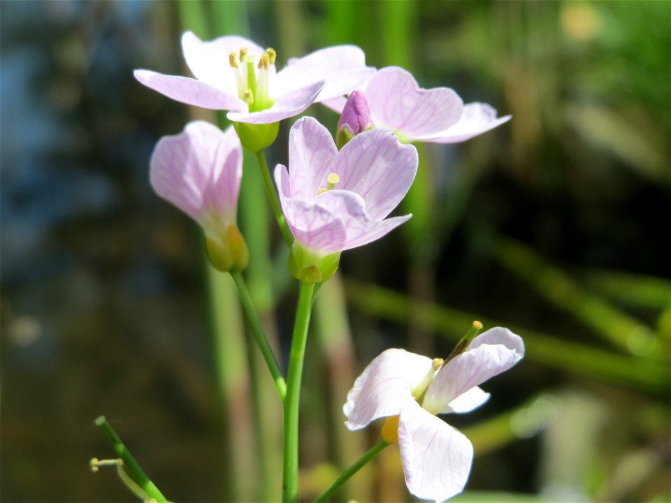 Wiesen-Schaumkraut (Cardamine pratensis) am Deutschmühlenweiher im Deutsch-Französischen Garten - Landschaftsschutzgebiet „Deutschmühlenweiher mit Mockental, Ehrental und Glockenwäldchen“