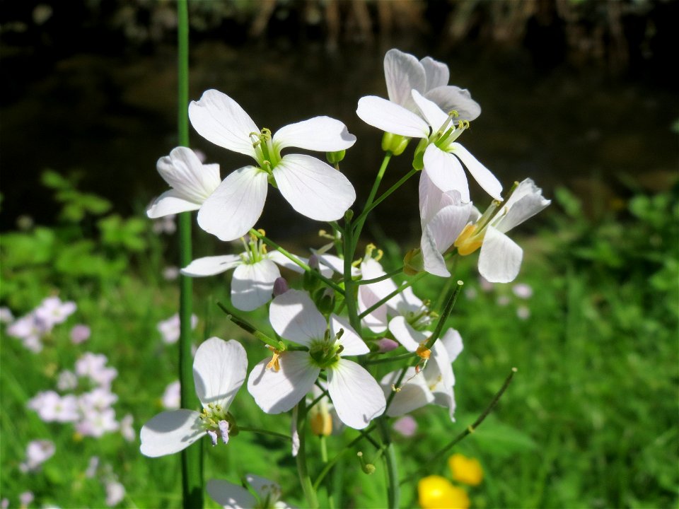 Wiesen-Schaumkraut (Cardamine pratensis) am Deutschmühlenweiher im Deutsch-Französischen Garten - Landschaftsschutzgebiet „Deutschmühlenweiher mit Mockental, Ehrental und Glockenwäldchen“