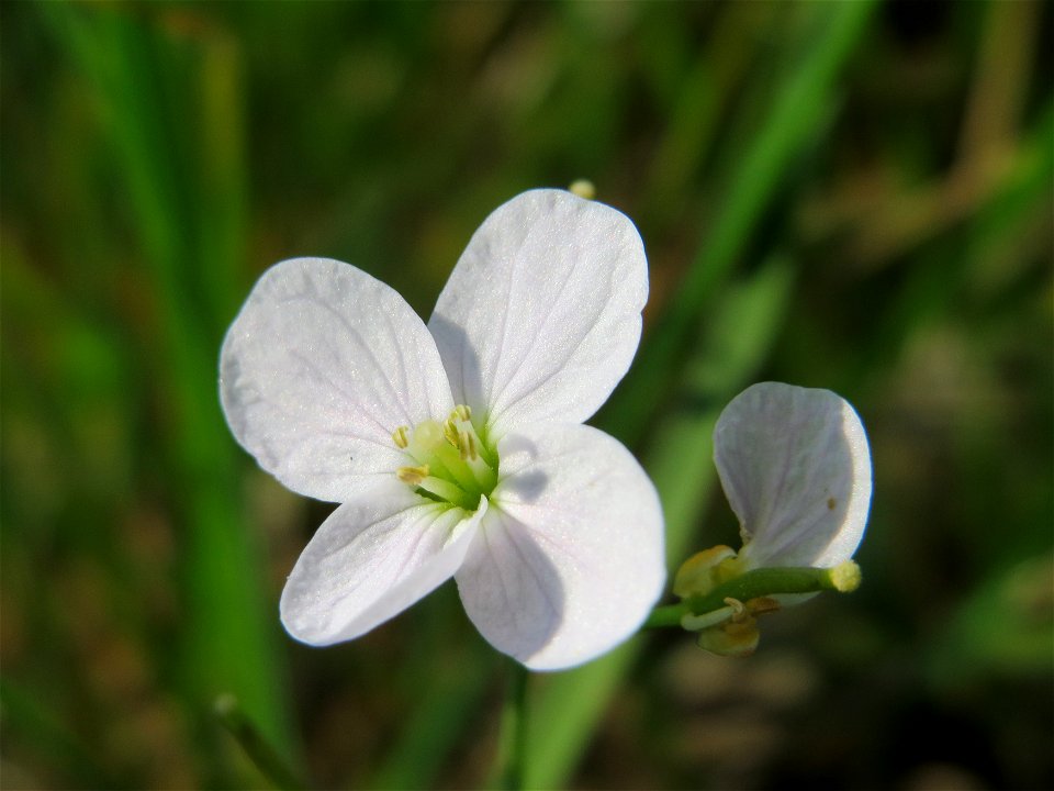 Wiesen-Schaumkraut (Cardamine pratensis) im Naturschutzgebiet Bachwiesen/Leopoldswiesen im Hockenheimer Rheinbogen