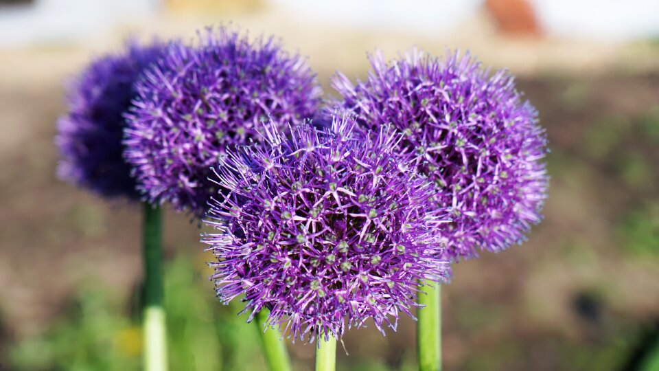 Purple flower garden photo