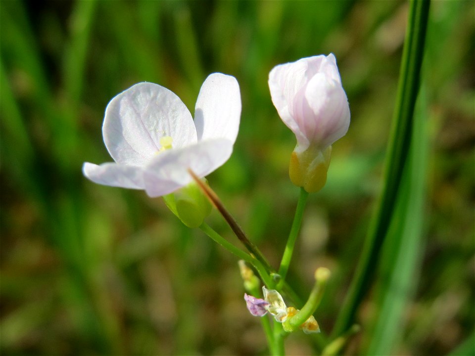 Wiesen-Schaumkraut (Cardamine pratensis) im Naturschutzgebiet Bachwiesen/Leopoldswiesen im Hockenheimer Rheinbogen