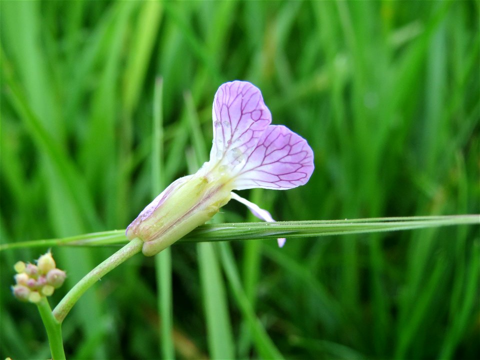 Wiesen-Schaumkraut (Cardamine pratensis) im Landschaftsschutzgebiet „Rheinhessisches Rheingebiet“ an der Grenze zum Naturschutzgebiet Der „Spieß – An der Spießbrücke“ bei Worms