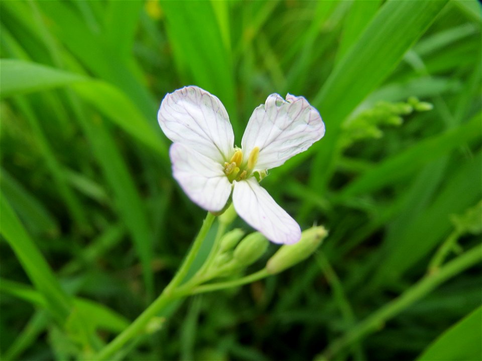 Wiesen-Schaumkraut (Cardamine pratensis) im Landschaftsschutzgebiet „Rheinhessisches Rheingebiet“ an der Grenze zum Naturschutzgebiet Der „Spieß – An der Spießbrücke“ bei Worms