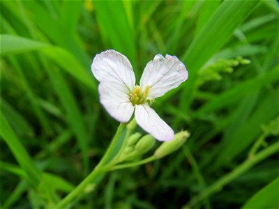 Wiesen-Schaumkraut (Cardamine pratensis) im Landschaftsschutzgebiet „Rheinhessisches Rheingebiet“ an der Grenze zum Naturschutzgebiet Der „Spieß – An der Spießbrücke“ bei Worms