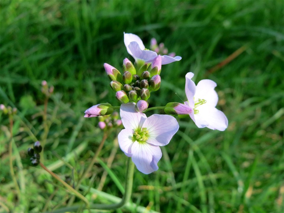 Wiesen-Schaumkraut (Cardamine pratensis) am Staden in Saarbrücken