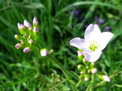 Wiesen-Schaumkraut (Cardamine pratensis) am Staden in Saarbrücken