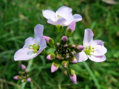 Wiesen-Schaumkraut (Cardamine pratensis) am Staden in Saarbrücken