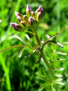 Wiesen-Schaumkraut (Cardamine pratensis) an der Saar in Alt-Saarbrücken