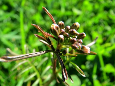 Wiesen-Schaumkraut (Cardamine pratensis) an der Saar in Alt-Saarbrücken