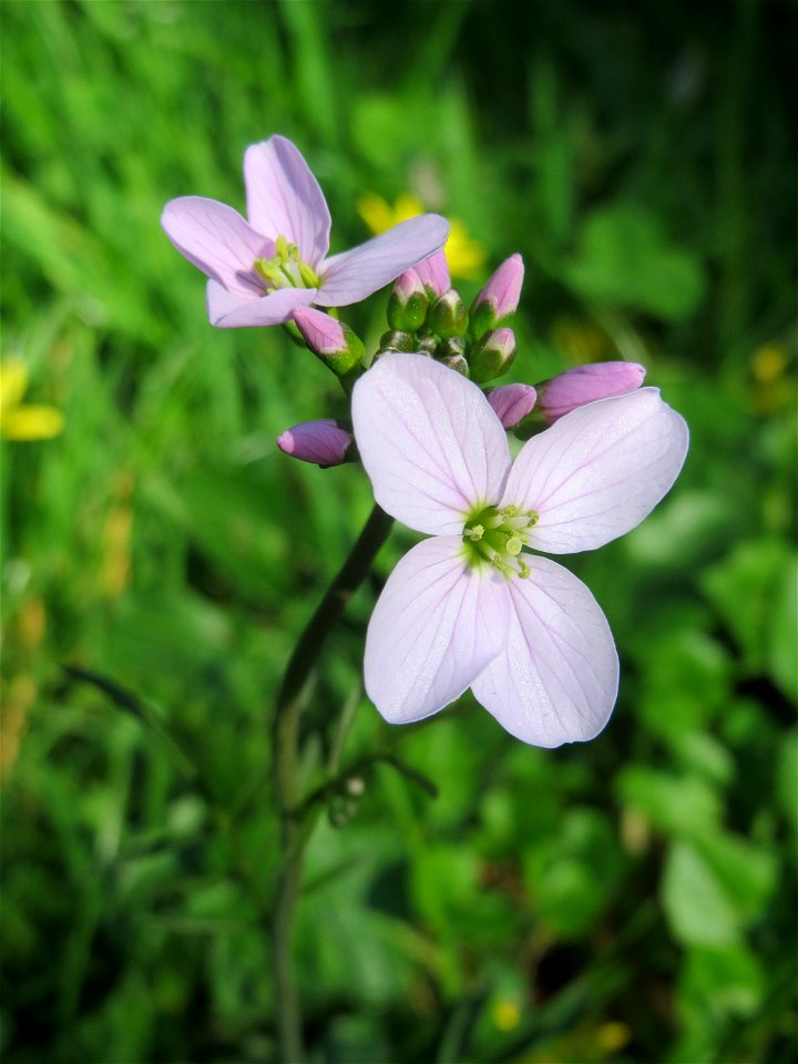 Wiesen-Schaumkraut (Cardamine pratensis) in der ehem. Bismarckanlage in Sankt Arnual