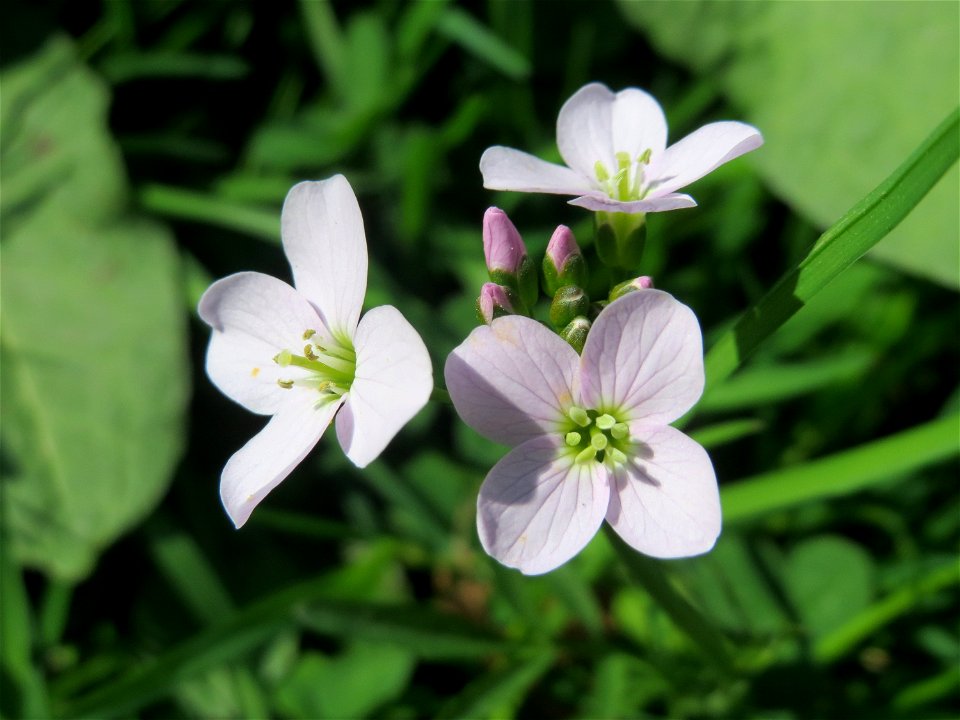 Wiesen-Schaumkraut (Cardamine pratensis) in der ehem. Bismarckanlage in Sankt Arnual