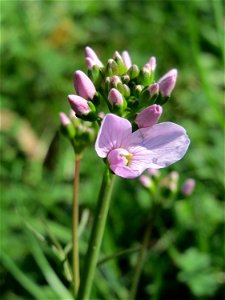Wiesen-Schaumkraut (Cardamine pratensis) in der ehem. Bismarckanlage in Sankt Arnual
