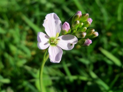 Wiesen-Schaumkraut (Cardamine pratensis) an der Saar in Sankt Arnual