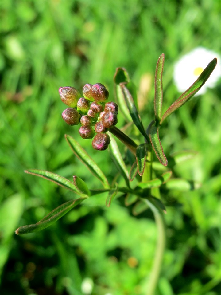 Wiesen-Schaumkraut (Cardamine pratensis) an der Saar in Sankt Arnual