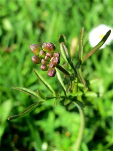 Wiesen-Schaumkraut (Cardamine pratensis) an der Saar in Sankt Arnual