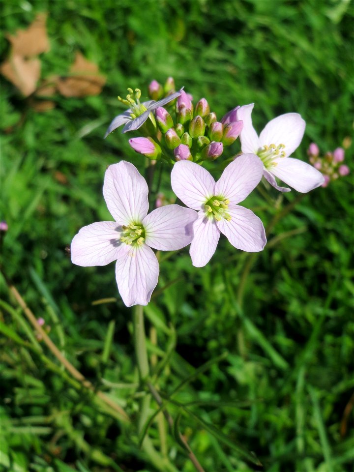 Wiesen-Schaumkraut (Cardamine pratensis) an der Saar in Sankt Arnual